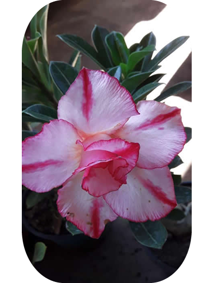 Rosa-Deserto (1)