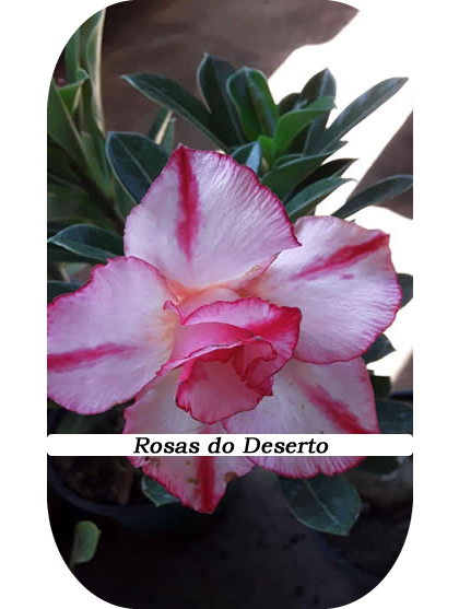 Rosa-Deserto (1)D