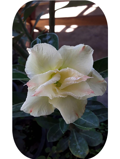 Rosa-Deserto (2)