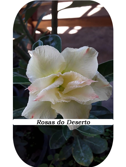 Rosa-Deserto (2)D