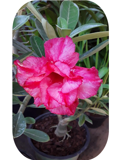 Rosa-Deserto (3)