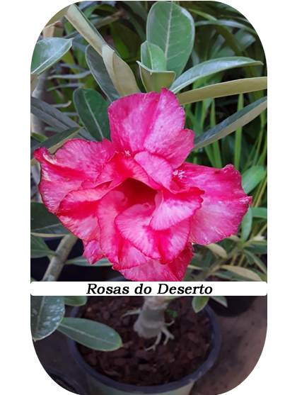 Rosa-Deserto (3)D